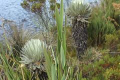 Chusquea tessellata