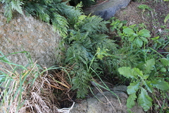 Asplenium appendiculatum appendiculatum