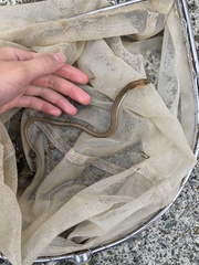 Ordinary Snake Eel photo 1