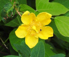 Hypericum