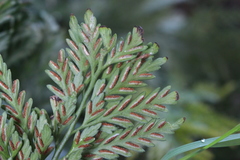 Asplenium appendiculatum appendiculatum
