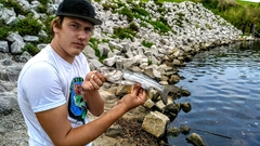 Centropomus parallelus