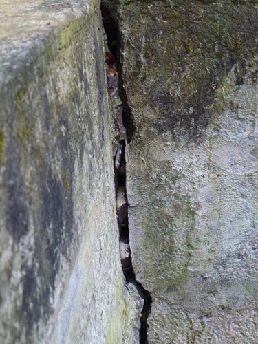 Bungarus candidus
