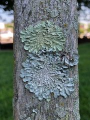 Texas Shield Lichen