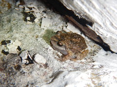 Eleutherodactylus nitidus