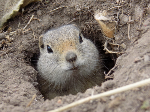 Wyoming Ground Squirrel (Urocitellus elegans), a species recorded in Wyoming