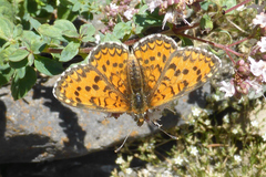 Melitaea trivia