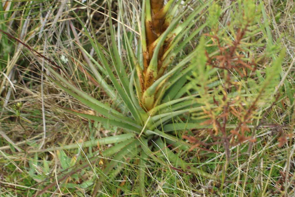 Puya boyacana