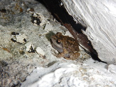 Eleutherodactylus nitidus