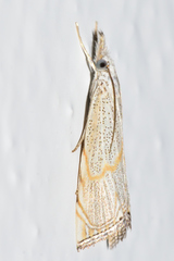 Haimbachia