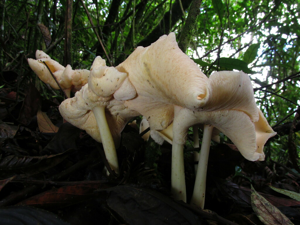 Rhodocollybia monticola