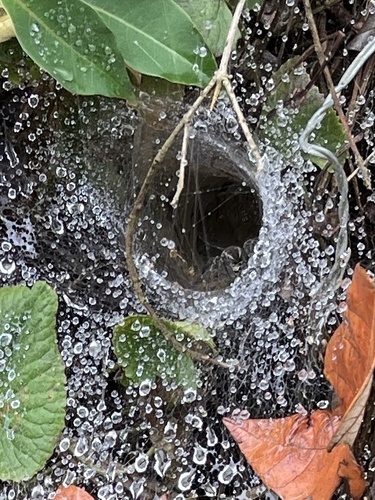 Aglaoctenus lagotis