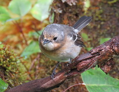 Chasiempis sclateri