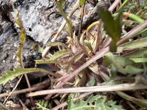 Image of Pedicularis semibarbata by no rights reserved