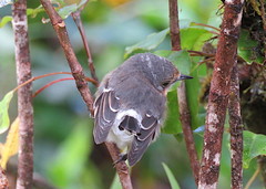 Chasiempis sclateri