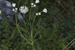 Astrantia minor