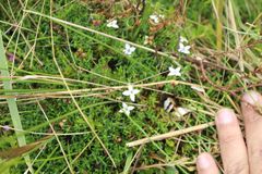 Arcytophyllum muticum