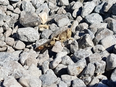 Stenocatantops angustifrons