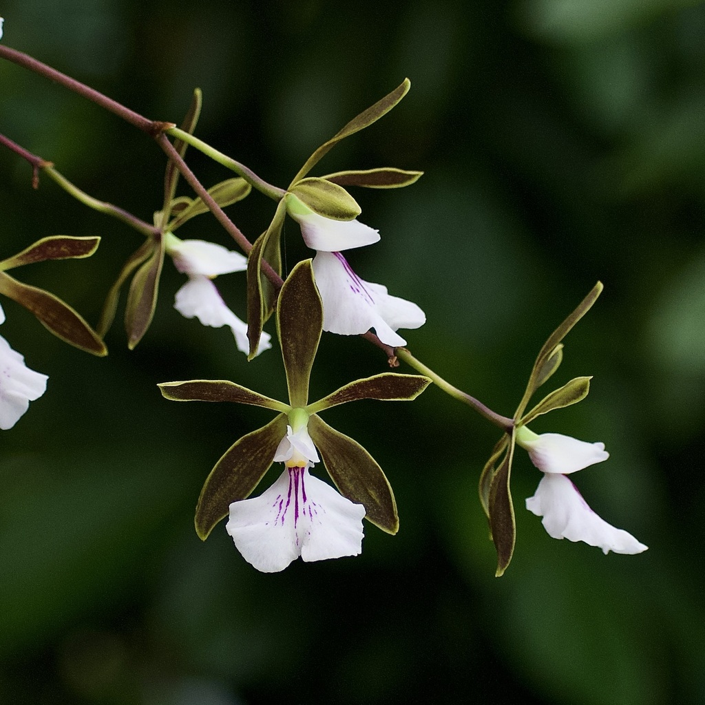 Encyclia hamiltonii