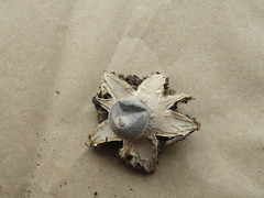 Geastrum tenuipes