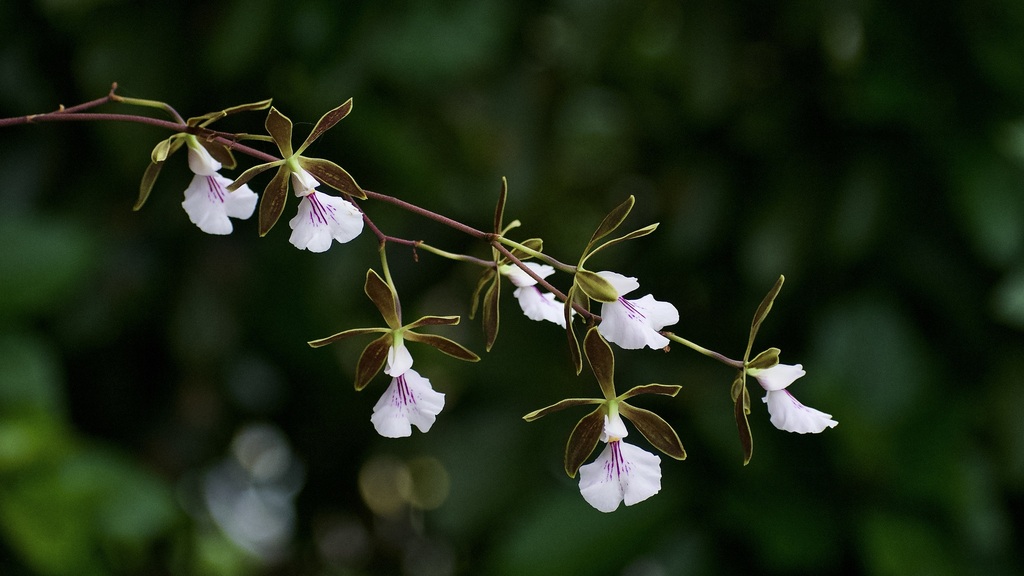 Encyclia hamiltonii Sauleda & Esperon 2