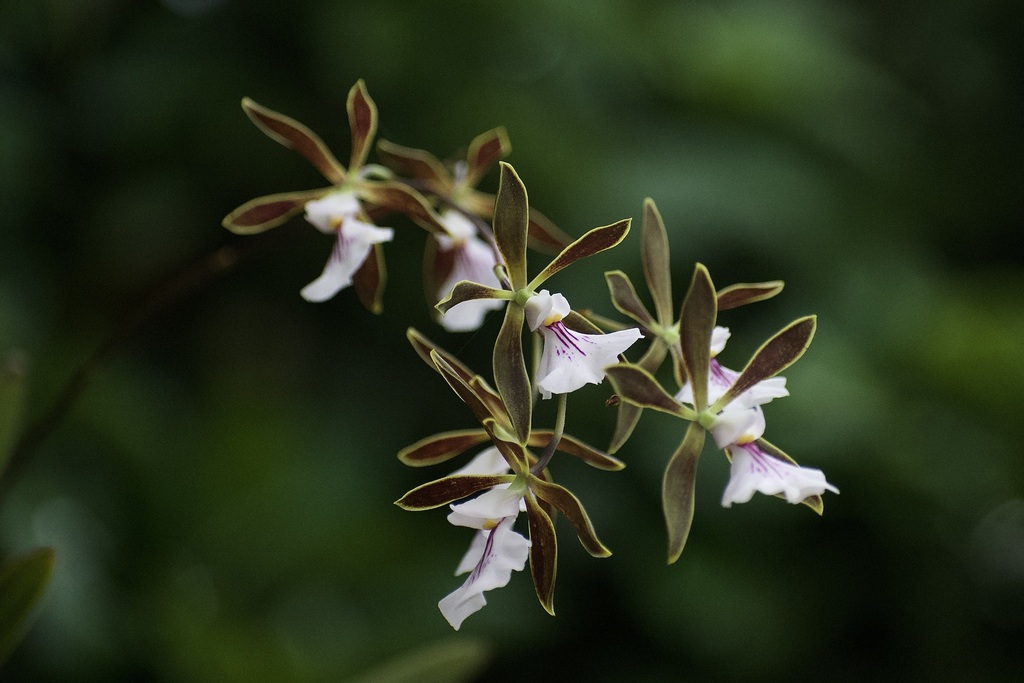 Encyclia hamiltonii Sauleda & Esperon 3