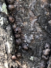 Parthenolecanium corni