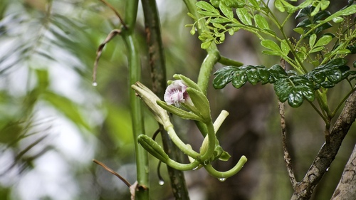 Image of Vanilla claviculata by (c) Roberto Jovel, some rights reserved (CC BY)