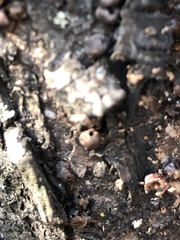 Parthenolecanium corni