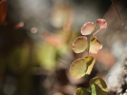Adiantum capillus-junonis iNat (1)