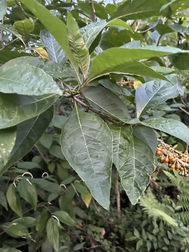 Image of Iochroma arborescens by (c) LPB, some rights reserved (CC BY)