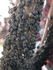 Parthenolecanium corni