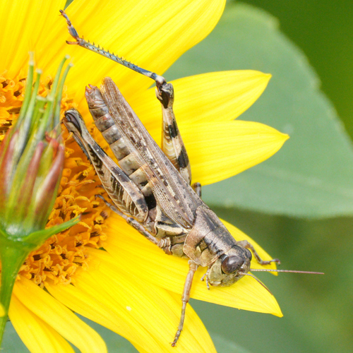 Two-spined Spur-throat Grasshopper