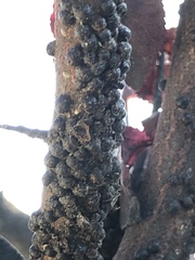 Parthenolecanium corni