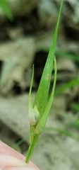 Carex backii