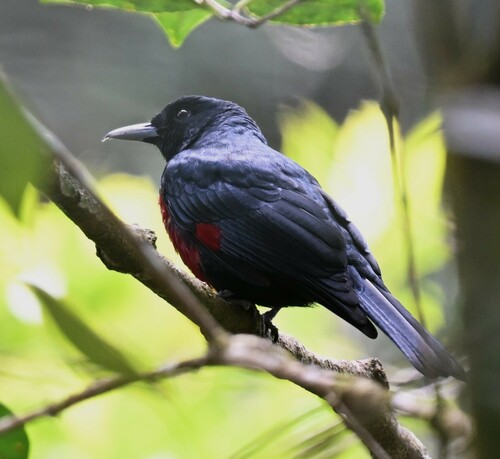Black-and-crimson Oriole (Oriolus consanguineus), photo 8