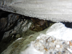 Eleutherodactylus nitidus