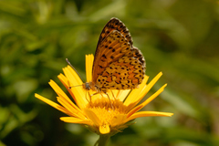 Melitaea trivia