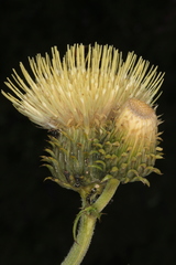 Cirsium erisithales