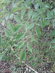 Radermachera sinica