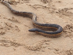 Hydrophis platurus