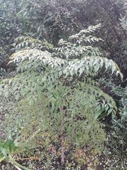 Radermachera sinica
