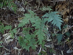 Parapolystichum microsorum pentangulare