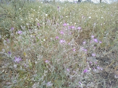 Centaurea virgata squarrosa