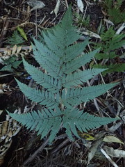 Parapolystichum microsorum pentangulare