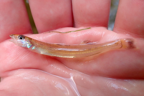 Naked sand darter (Ammocrypta beanii) — Percidae — 3