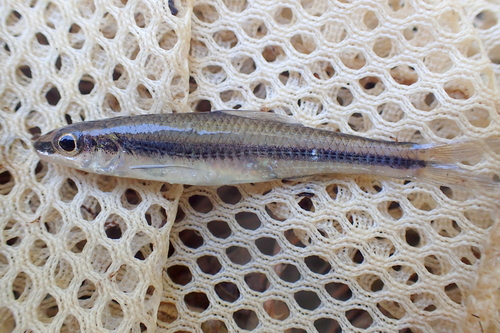 Clear chub (Hybopsis winchelli) — Cyprinidae — 2