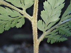 Parapolystichum microsorum pentangulare