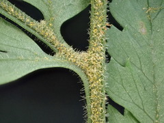 Parapolystichum microsorum pentangulare