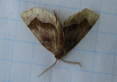 Metarranthis warneri